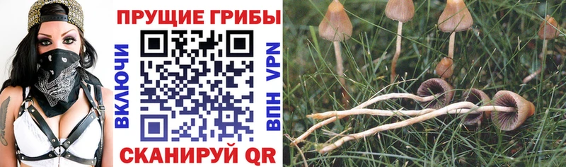 как найти закладки  Воронеж  это Telegram  Псилоцибиновые грибы MAGIC MUSHROOMS 